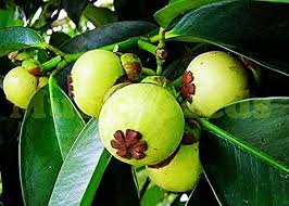 Green Mangosteen Seeds for Planting – Heirloom Non-GMO High Germination Organic Garden Seeds