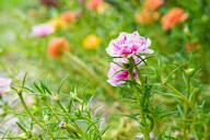 Pink Moss Rose Flower Seeds for Planting – Heirloom Non-GMO High Germination Organic Garden Seeds