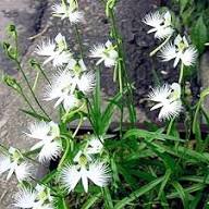 Egret Orchid Flower White Seeds Heirloom Non-GMO High Germination Organic Garden Seeds