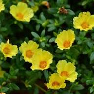 Yellow Purslane Flower Seeds – Heirloom Non-GMO High Germination Organic Garden Seeds
