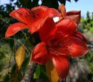 Red Kapok Flower Seeds – Heirloom Non-GMO High Germination Organic Garden Seeds for Planting