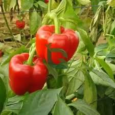 Pfeffer Rot Anbausamen – Alte Sorte, gentechnikfrei, hohe Keimfähigkeit Bio-Gartensamen pflanzen