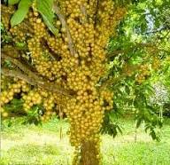 Yellow Baccaurea Seeds Heirloom Non-GMO High Germination Organic Garden Seeds for Planting