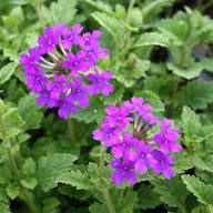 Purple Verbena Flower Seeds for Planting – Heirloom, Non-GMO, High Germination