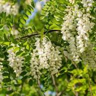 White Robinia Flower Seeds Heirloom Non-GMO High Germination Organic Garden Seeds for Planting