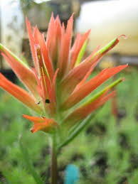 Red Castilleja Miniata Flower Seeds – Heirloom, Non-GMO, High Germination Organic Garden Seeds for Planting Seeds for Planting