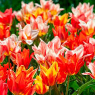 Orange Fringed Tulip Flower Seeds – Heirloom, Non-GMO, High Germination