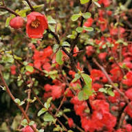 Red Chimonanthus Praecox Flower Seeds for Planting – Heirloom, Non-GMO, High Germination Organic Garden Seeds
