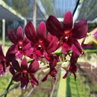 Rare Maroon Orchid Flower Seeds Heirloom Non-GMO High Germination Organic Garden Seeds for Planting