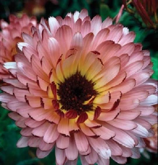 Triangle Flashback Calendula Flower Seeds – Heirloom Non-GMO Garden Seeds for Planting