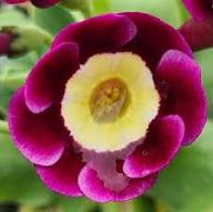Burgundy Primula Flower Seeds for Planting – Heirloom Non-GMO High Germination Organic Garden Seeds