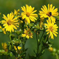 Yellow Silphium Flower Seeds Heirloom Non-GMO High Germination Organic Garden Seeds for Planting