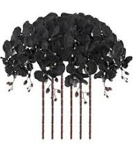 Black Phalaenopsis Orchid Flower Seeds for Planting – Heirloom, Non-GMO, High Germination Organic Garden Seeds
