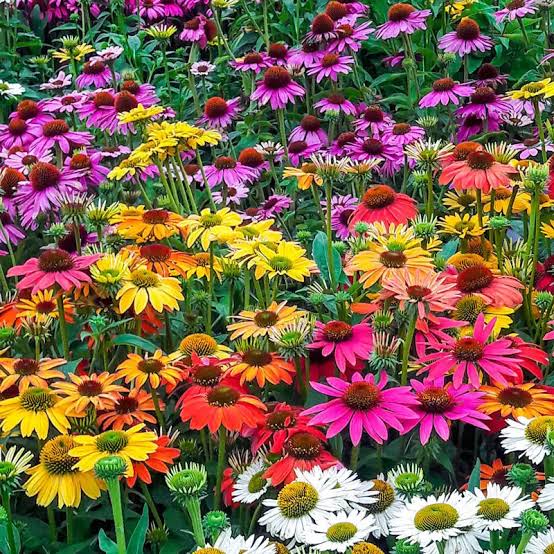 Semillas de flores orgánicas para jardín, variedad perenne, florece, echinacea purpurea, reliquia, no modificada genéticamente, alta germinación