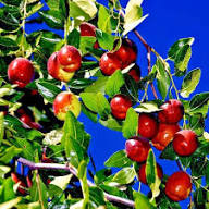 Mixed Jujube Fruit Seeds for Planting – Heirloom Non-GMO High Germination Organic Garden Seeds