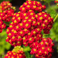 Red Achillea Millefolium Flower Seeds for Planting – Heirloom, Non-GMO, High Germination Organic Garden Seeds