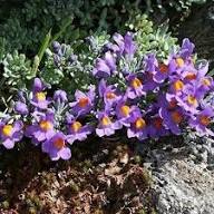 Linaria Alpina Flower Seeds Purple – Heirloom Non-GMO High Germination