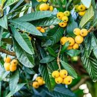 Loquat Seeds Organic Perennial – Heirloom, Non-GMO, High Germination Organic Garden Seeds for Planting