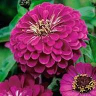 Purple Zinnia Elegans Flower Seeds Heirloom Non-GMO High Germination Organic Garden Seeds for Planting
