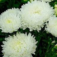 Giant Chrysanthemum Flower Seeds White — Heirloom Non-GMO High Germination Seeds