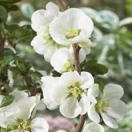 White Chaenomeles Flower Seeds Heirloom Non-GMO High Germination Organic Garden Seeds for Planting