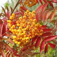 Gelbe Eberesche Sorbus Aucuparia Samen, alte Sorte, gentechnikfrei, hohe Keimrate, Bio-Gartensamen zum Pflanzen