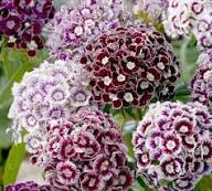 Purple Dianthus Flower Seeds – Heirloom, Non-GMO, High Germination Organic Garden Seeds for Planting