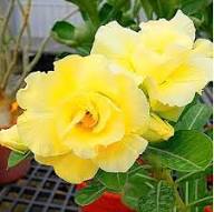 Yelllow Adenium Flower Seeds – Heirloom, Non-GMO, High Germination
