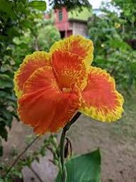 Red Yellow Canna Flower Seeds – Heirloom, Non-GMO, High Germination Organic Garden Seeds