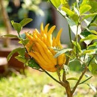 Yellow Citron Tree Seeds Heirloom Non-GMO High Germination Organic Garden Seeds for Planting