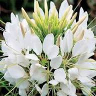 White Cleome Flower Seeds Heirloom Non-GMO High Germination Organic Garden Seeds for Planting