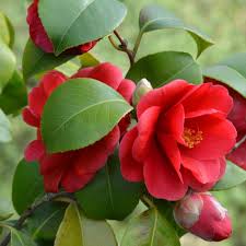 Red Camellia Flower Seeds Heirloom Non-GMO High Germination Organic Garden Seeds for Planting
