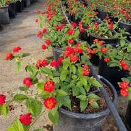 Perennial Lantana Flower Seeds Red – Heirloom, Non-GMO, High Germination Organic Garden Seeds