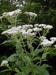 White Eupatorium Perfoliatum Flower Seeds Heirloom Non-GMO High Germination Organic Garden Seeds for Planting