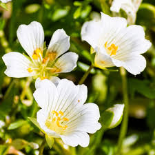White Yellow Limnanthes Flower Seeds for Planting | Heirloom Non-GMO Organic