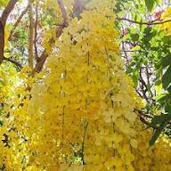Yellow Cassia Fistula Flower Seeds – Heirloom Non-GMO High Germination Organic Seeds