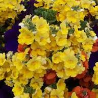 Yellow Myrtle Flower Seeds – Heirloom, Non-GMO, High Germination Organic Seeds