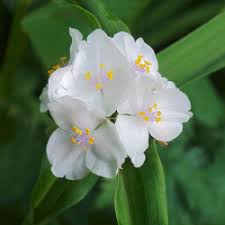 White Spiderwort Flower Seeds Heirloom Non-GMO High Germination Organic Garden Seeds for Planting