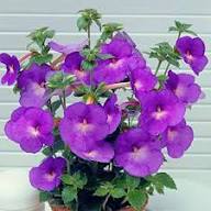 Lila Achimenes-Blumensamen – Alte Sorte, gentechnikfrei, keimfreudig, Bio-Gartensamen zum Pflanzen