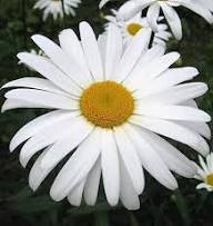 White Brachyscome Iberidifolia Flower Seeds – Heirloom, Non-GMO, High Germination Organic Garden Seeds for Planting