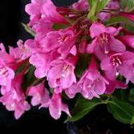 Pink Weigela Flower Seeds Heirloom Non-GMO High Germination Organic Garden Seeds for Planting
