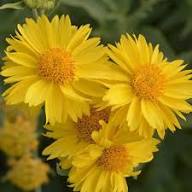 Yellow Gaillardia Flower Seeds Heirloom Non-GMO High Germination Organic Garden Seeds for Planting