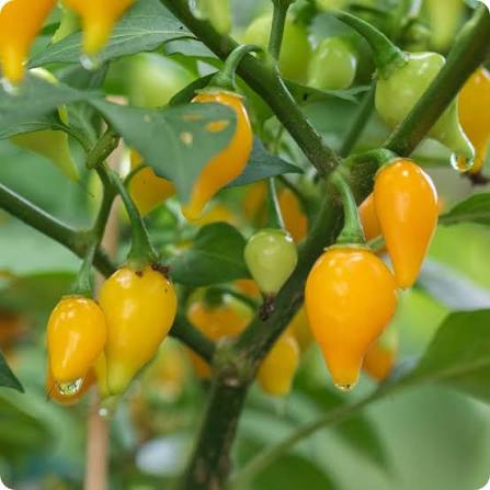 Biquinho Yellow Pepper vegetable seeds for planting, heirloom non-GMO garden seeds growing bright yellow tear-drop peppers at home
