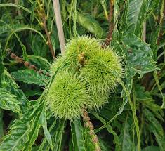 Castanea Seeds Green Heirloom Non-GMO High Germination Organic Garden Seeds for Planting