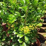 Yellow Aglaia Odorata Seeds for Planting Heirloom Non-GMO High Germination Organic Garden Seeds
