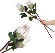 Protea Flower Seeds for Planting – Heirloom Non-GMO High Germination Organic Garden Seeds