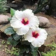 White Roselle Flower Seeds Heirloom Non-GMO High Germination Organic Garden Seeds for Planting