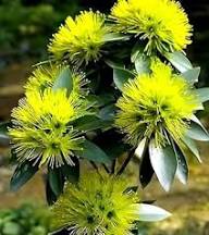 Yellow Geraldton Wax Flower Seeds Heirloom Non-GMO High Germination Organic Garden Seeds for Planting