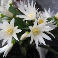 White Rhipsalidopsis Gaertneri Flower Seeds Heirloom Non-GMO High Germination Organic Garden Seeds