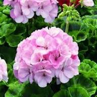 Rare Pink Geranium Flower Seeds Heirloom Non-GMO High Germination Organic Garden Seeds for Planting